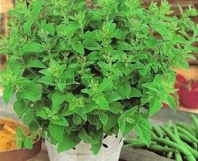 MANJERONA VERDADEIRA (Origanum majorana) 