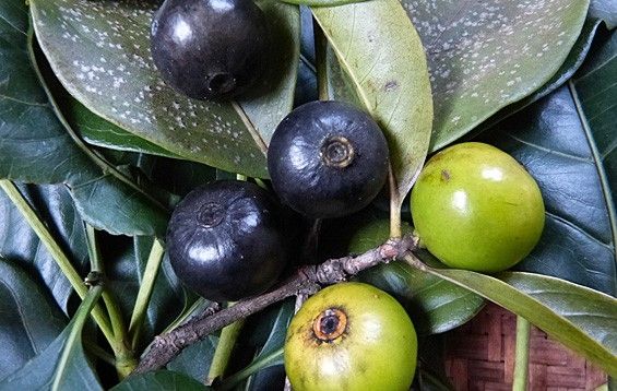 Sítio da Mata - MARMELADA DO CERRADO ( Cordiera sessilis)