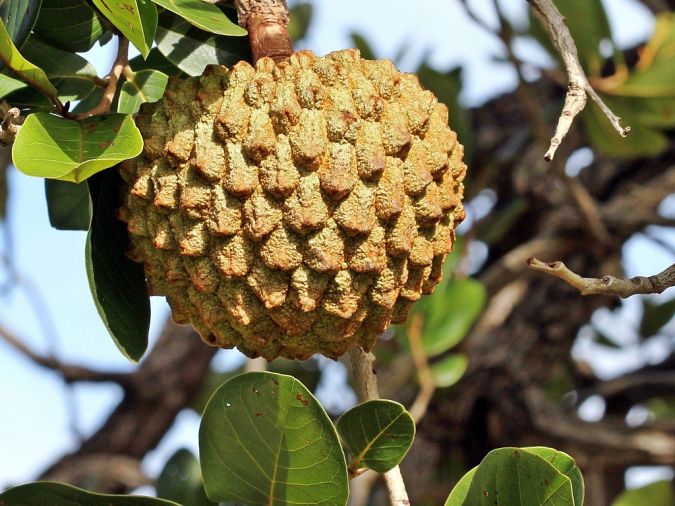 MAROLO ( Annona coriacea) 