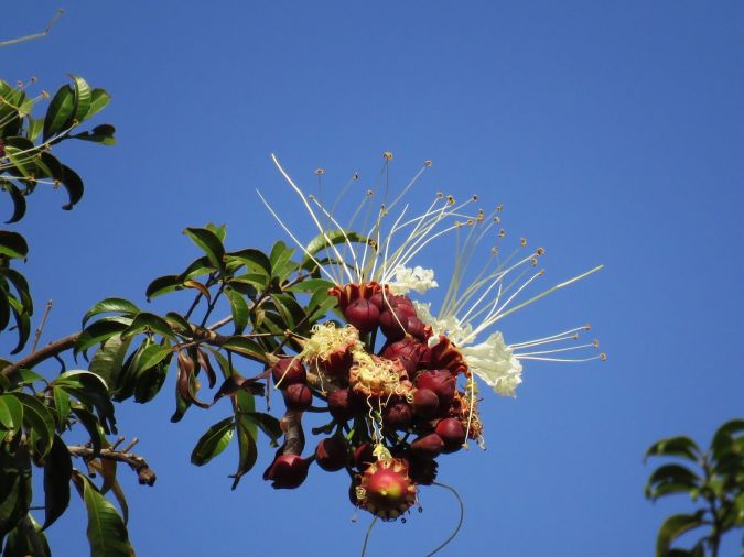 MIRINDIBA ( Lafoensia glyptocarpa) 