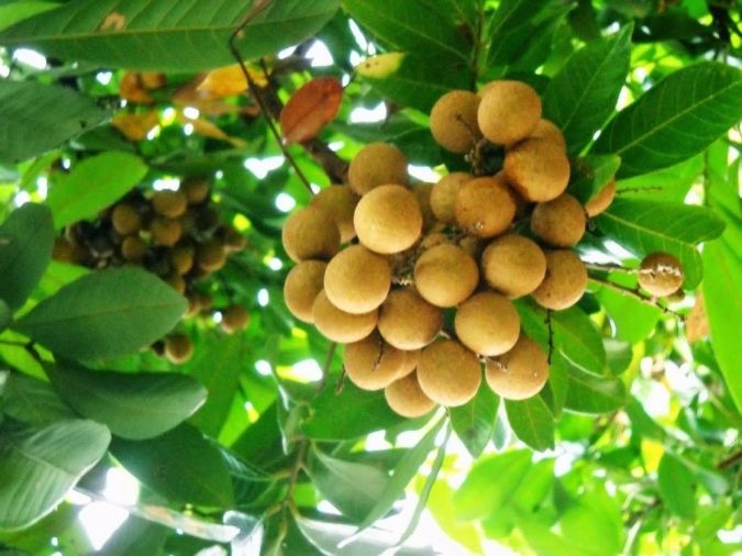OLHO DE DRAGAO (Dimocarpus longan.) 