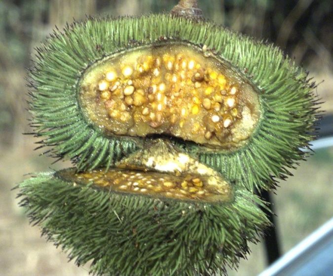 Sítio da Mata - PAU JANGADA (Alchornea triplinervia.) 
