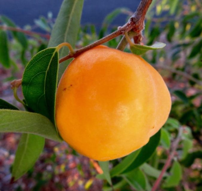 PESSEGO DO MATO (Eugenia myrcianthes)