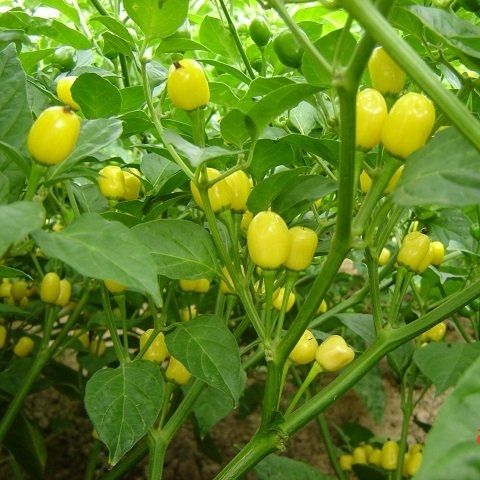 PIMENTA CUMARI DO PARAGUACI (Capsicum Fructes-cens.)