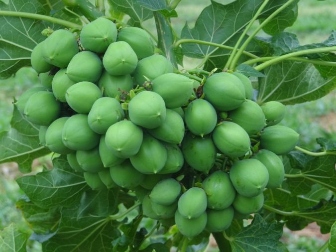 PINHÃO MANSO ( Jatropha curcas) Sob encomenda