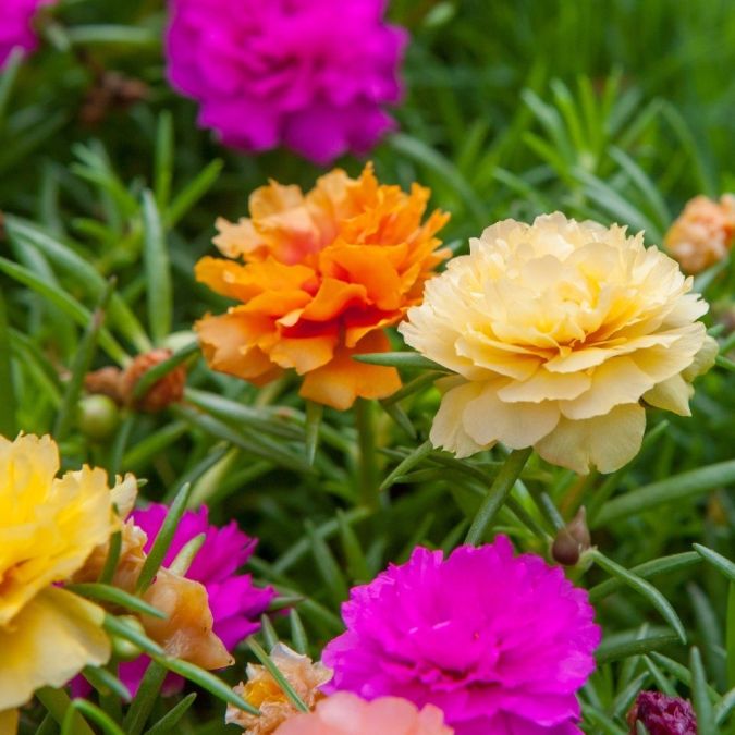 Sítio da Mata - PORTULACA DOBRADA SORTIDA ONZE HORAS ( Portulaca grandiflora)