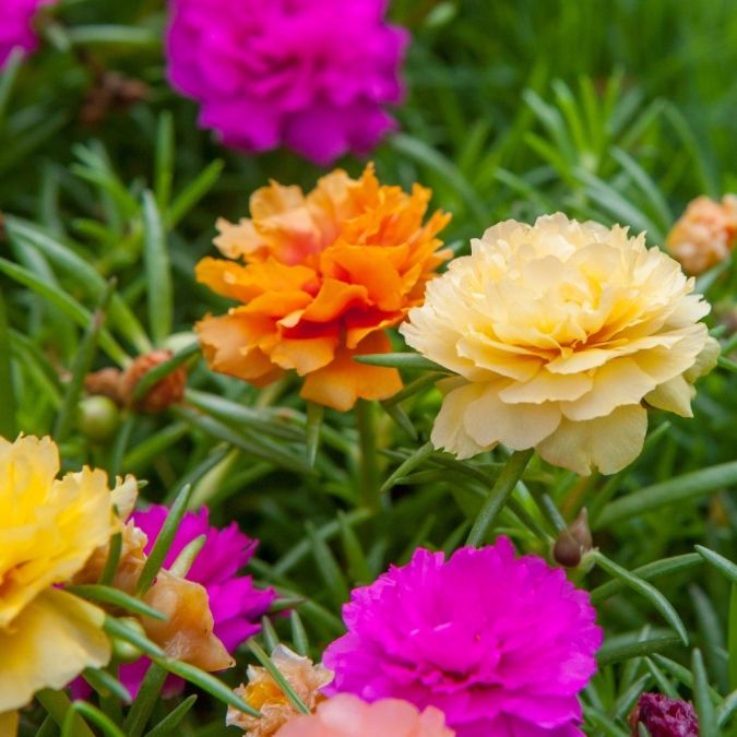 PORTULACA DOBRADA SORTIDA ONZE HORAS ( Portulaca grandiflora)