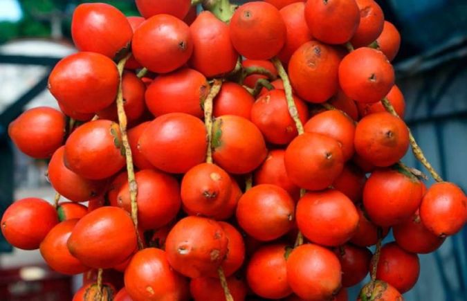 Sítio da Mata - PUPUNHA ( Bactris gasipaes.) 
