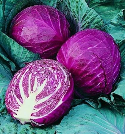 REPOLHO ROXO (Brassica oleracea var capitata f rubra) 