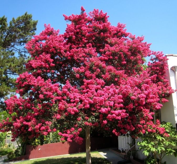 RESEDA GIGANTE (Lagerstroemia speciosa) 