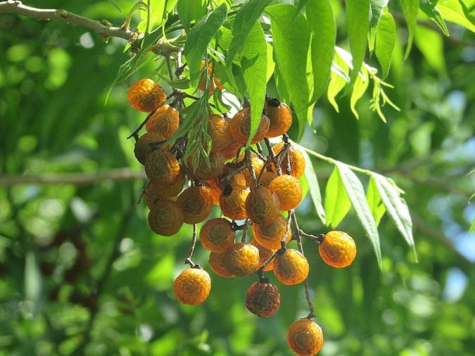 SABAO DE SOLDADO (Sapindus saponaria)