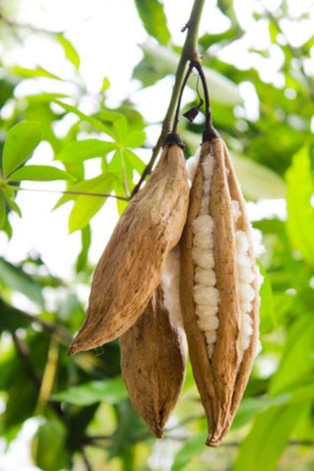 SUMAUNA (Ceiba pentandra.)