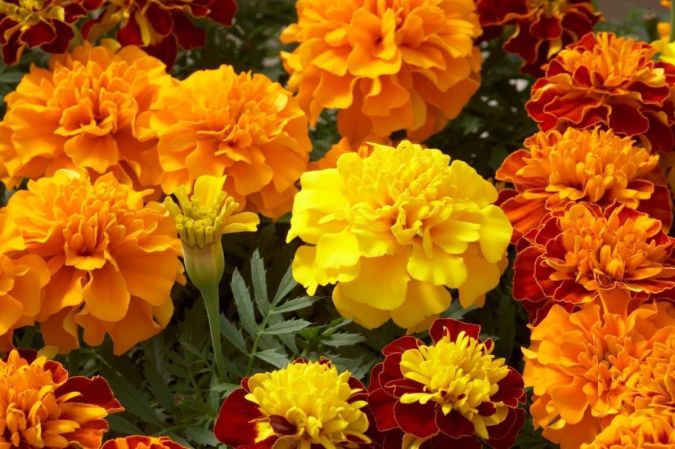 Sítio da Mata - TAGETES SORTIDA ANA (agetes patula.)