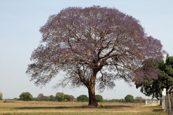   TARUMA ( Vitex montevidensis)