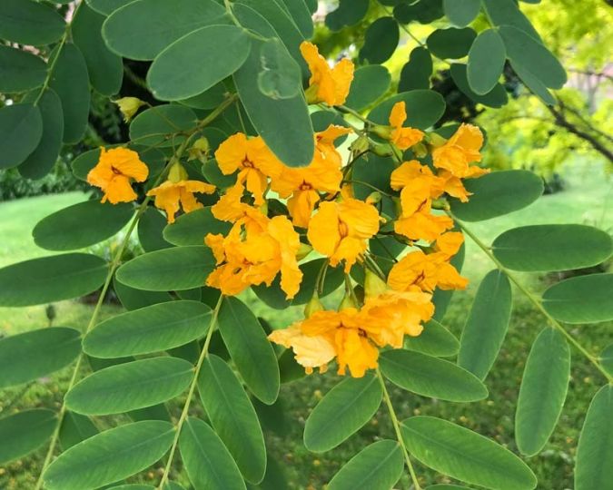 Sítio da Mata - TIPUANA (Tipuana tipu.) 
