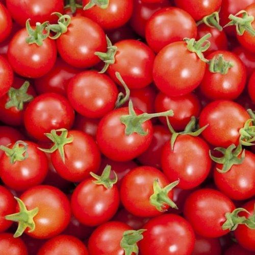 TOMATE CEREJA VERMELHO (Solanum lycopersicum var. cerasiforme)