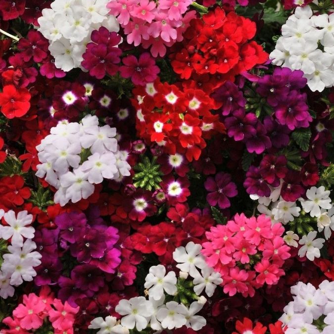 Sítio da Mata - VERBENA CAMARINHA SORTIDA HIBRIDA (Verbena officinalis)