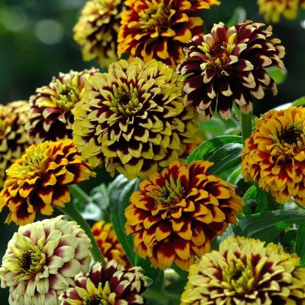 Sítio da Mata - ZINIA PERSA ANA SORTIDA (Zinnia) 