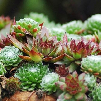 Sempre viva ( Sempervivum ssp. )