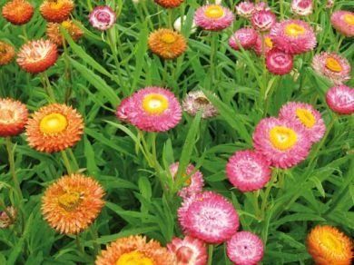 Sítio da Mata - FLORES ORNAMENTAIS Sempre-Viva DOBRADA SORTIDA (Helichrysum bracteatum)