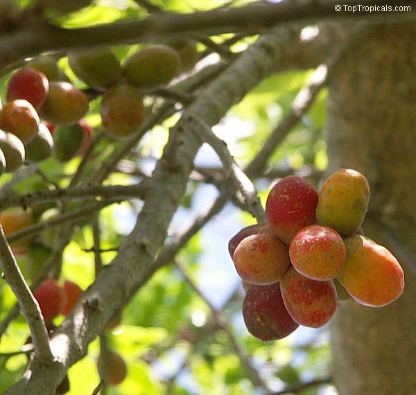 Seriguela (Spondias purpurea)