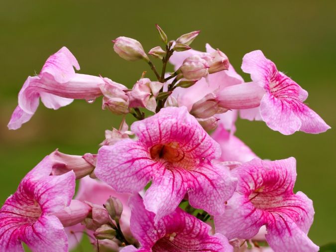 Sete Legua (Podranea ricasoliana)