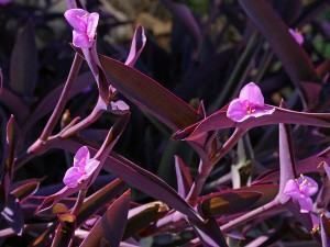 Sítio da Mata - SETECRESIA OU TRAPOERABA ROXA (Setecreasa purpurea - Tradescantia pallida var. purpurea) 