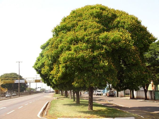 Sibipiruna (Caesalpinia pluviosa)