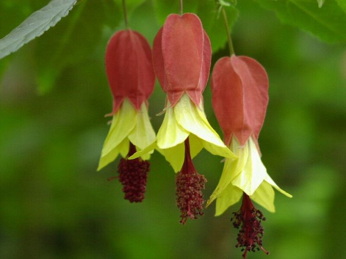 SININHO (Abutilon megapotamicum)