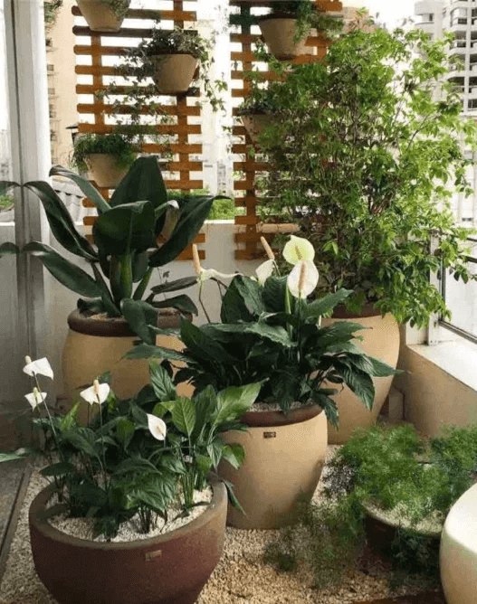 Sítio da Mata - Jardim em Vasos