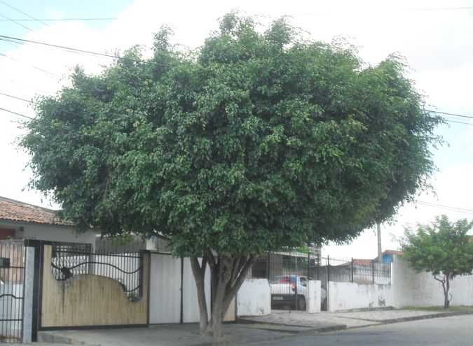 Sombreiro (Clitoria fairchildiana)