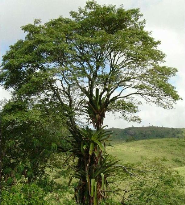 Caroba Branca (Sparatosperma leucanthum)