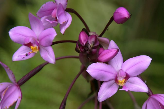 ORQUÍDEA-VIOLETA (Spathoglottis plicata)