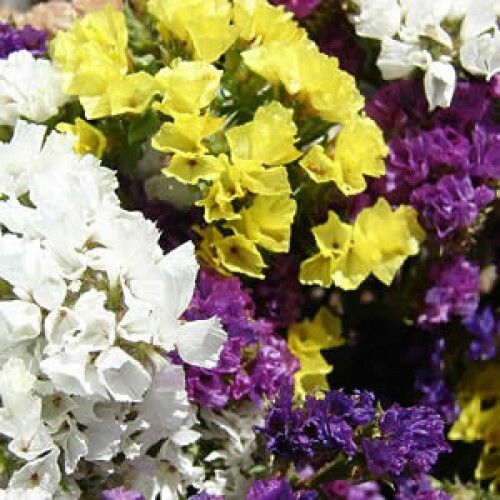 Sítio da Mata - FLORES ORNAMENTAIS Státice SORTIDA (Limonium sinuatum)