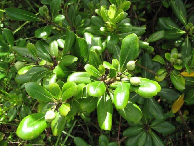 Sítio da Mata - PITOSPORO (Pittosporum tobira)
