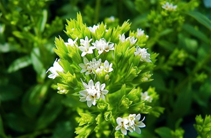 Sítio da Mata - Stévia (Stevia rebaudiana Bertoni)