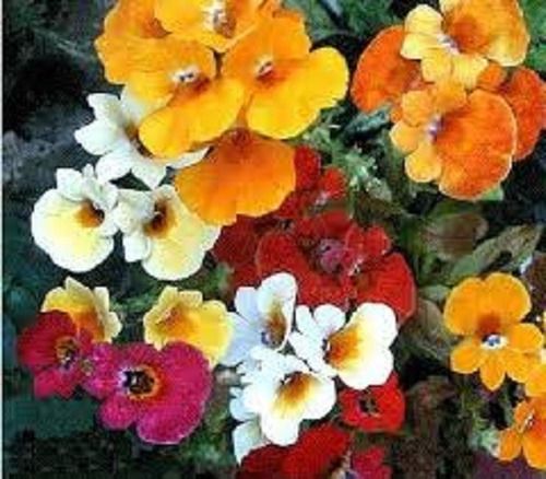 FLORES ORNAMENTAIS STRUMOSA SORTIDA (Nemesia strumosa)