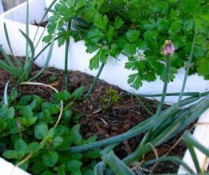 Sítio da Mata - SUBSTRATO PARA HORTAS, POMARES E JARDINS 1,5 KG UN