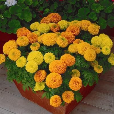 Sítio da Mata - FLORES ORNAMENTAIS Tagete SORTIDA ALTA / CRAVO-DA-ÍNDIA (Tagete patula)