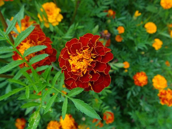Sítio da Mata - FLORES ORNAMENTAIS Tagete TIGER EYES ANÃ (Tagete patula)