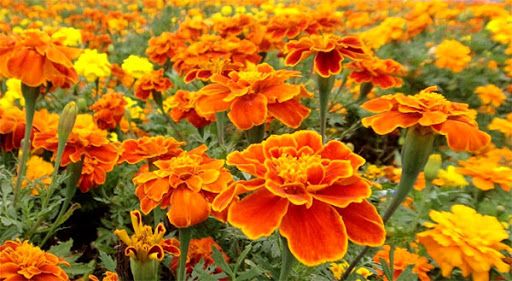 Sítio da Mata - TAGETES OU CRAVO (Tagetes erecta)