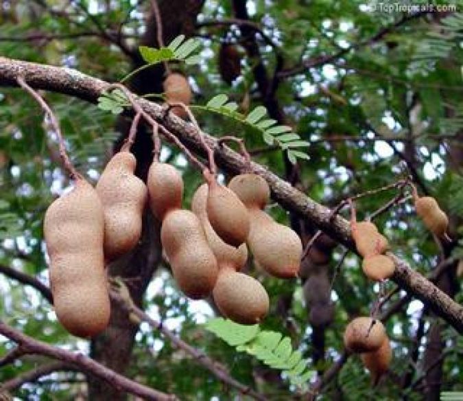 Tamarindo (Tamarindus indica)