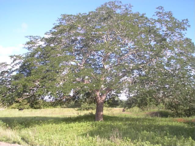 Sítio da Mata - Tamboril (Enterolobium Contortisiliquum)