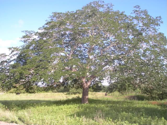 Tamboril (Enterolobium Contortisiliquum)