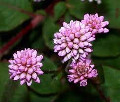 Sítio da Mata - TAPETE INGLES (Polygonum capitatum)