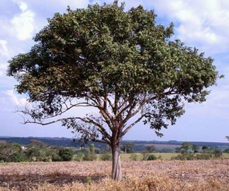 Sítio da Mata - TARUMÃ (Vitex montevidensis) 