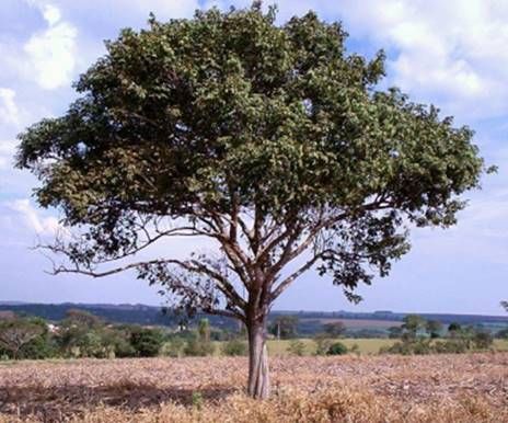 TARUMÃ (Vitex montevidensis) 