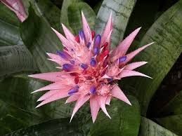 Sítio da Mata - TERRA ESPECIAL P/ ORQUIDEAS E BROMELIAS 2,0 KG UN