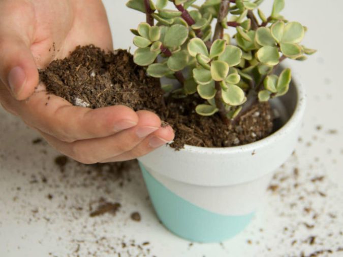 Sítio da Mata - TERRA ESPECIAL PARA CACTOS E SUCULENTAS 1,5 KG