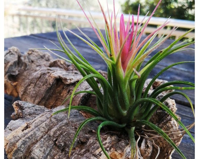 MINI BROMÉLIA TILLANDSIA (Tillandsia ionantha)